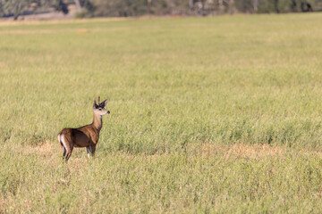 Naklejka na ściany i meble Deer in Open Farming Field in Central California