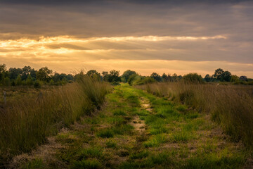 Fototapeta premium Moody Sunset in the Swamp. Recker Moor, Germany.