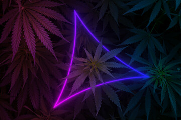 Mature Marijuana Plant with Bud and Leaves and neon ligth tiangle. Texture of Marijuana Plants at...