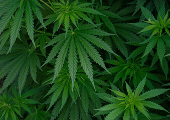 Naklejka na ściany i meble Cannabis hemp leaf outdoors., Marijuana leaf background wallpaper.