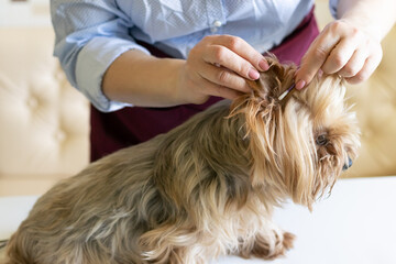A female groomer cleans the ears of a Yorkshire terrier dog. Cat and dog care, hygiene procedures...