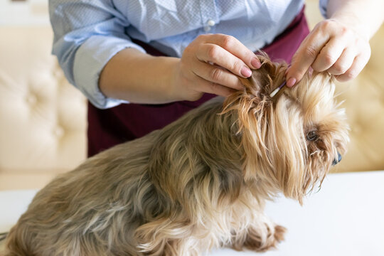 A female groomer cleans the ears of a Yorkshire terrier dog. Cat and dog care, hygiene procedures with pets. cleaning at home
