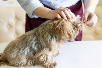 A female groomer cleans the eyes of a Yorkshire terrier dog. Cat and dog care, hygiene procedures...