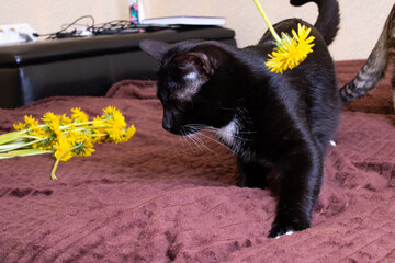 Black kitten with a dandelion on the bed
