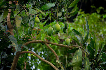 Portrait images of some green mangos on the tree in a garden with natural view backgrounds.