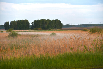 Fog over the swamp in the evening in the field