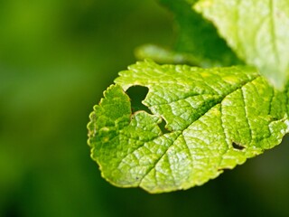 Leaf damaged by tent caterpillars  during annual spring infestation