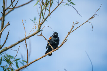 Red Winged blackbird on a branch