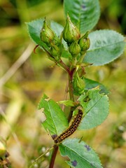 Tent caterpillars damaging plant leaves during annual spring infestation