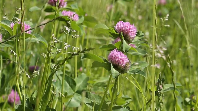 Flowers of red clover (Trifolium pratense) plant in green summer meadow
