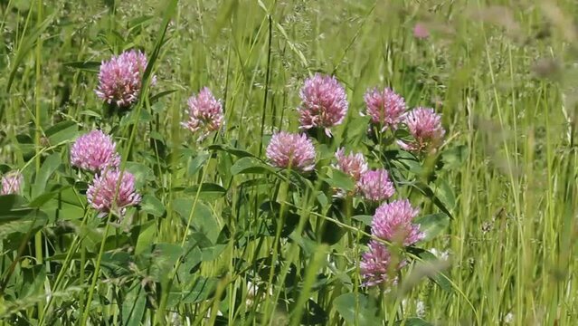 Flowers of red clover (Trifolium pratense) plant in green summer meadow