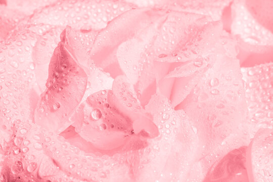 Pink rose flower with drops of water as background. Macro photography. Hight quality photo