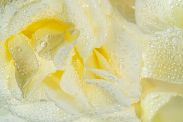 White yellow rose flower with drops of water as background. Macro photography. Hight quality photo