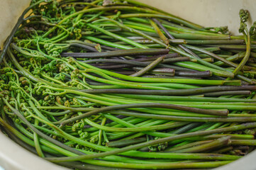 灰と熱湯をかけたわらび