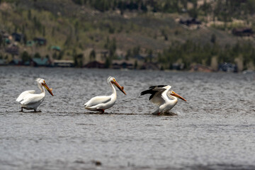 pelicans on the shore