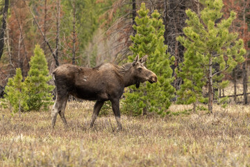 Fototapeta na wymiar moose in forrest
