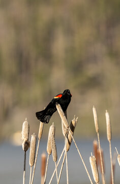 black bird red wing