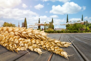 Golden barley grains on background, food concept