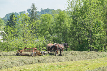 Obraz premium Horses pulling a hay rake in a hay field in Amish country, Ohio