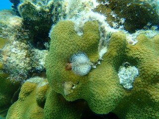 Polychaete Christmas tree worm or spiral-gilled tubeworm (Spirobranchus giganteus) and Mountainous star coral (Orbicella faveolata) undersea, Caribbean Sea, Cuba, Playa Cueva de los peces

