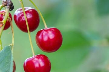 Close-up shot of delicious vibrant organic cherries hanging from the tree