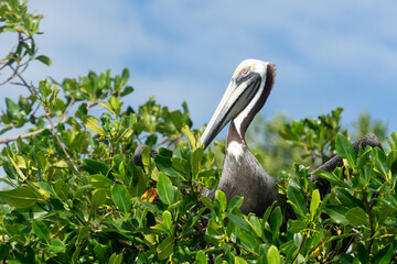 A brown American pelican sits among green foliage. Sea bird watching. Pelican in profile, Sian Caan...