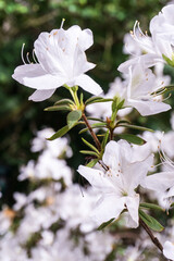 Flowering branches of Japanese azalea with white flowers and green leaves