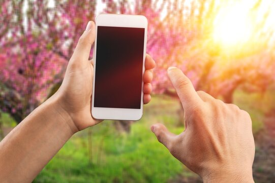 Hand holding mobile phone and take photo blooming spring cherry trees. Smartphone photo