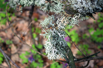 Gray silvery outgrowth of lichen on a branch close-up