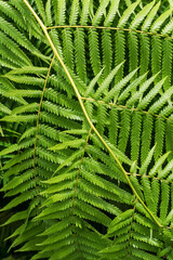 Giant green fern branch background