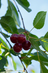 Close-up shot of delicious vibrant organic cherries hanging from the tree