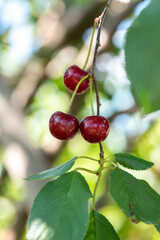 Close-up shot of delicious vibrant organic cherries hanging from the tree