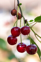 Close-up shot of delicious vibrant organic cherries hanging from the tree