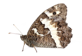 Fototapeta premium Grayling or rock grayling (Hipparchia semele) isolated on white