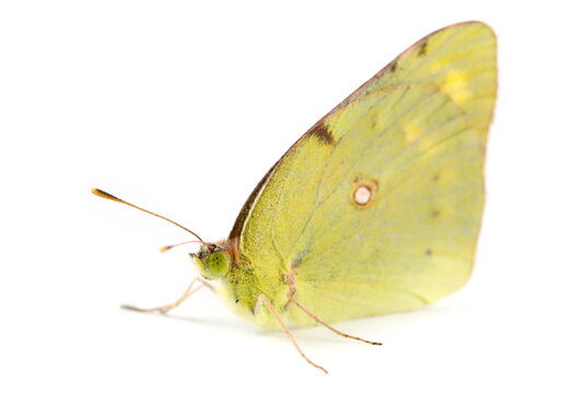 Clouded yellow butterfly, Colias croceus, isolated on white