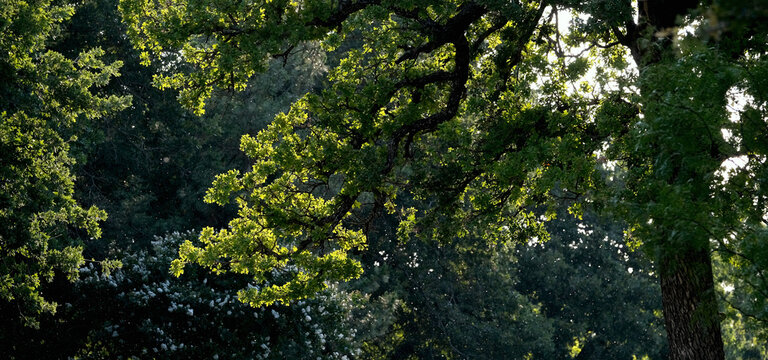 Texas summer trees in landscape shows post oak leaves in outdoor light for banner.