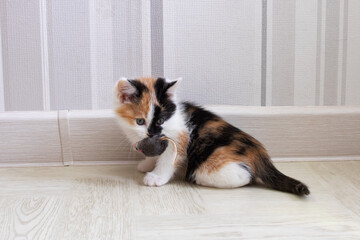 A small tricolor kitten holds a toy in its teeth