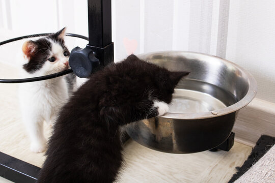 Two Small Kittens Drinks Water From A Dog Bowl