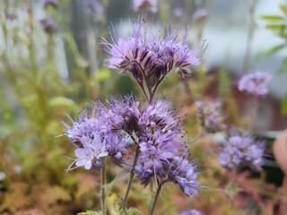 Phacelia