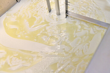 Artisan production of cheese, curd cutting and whey in the factory's vat.
