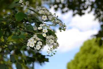 Sweet Alyssum flowers. Small white Lobularia Maritima flower plant for garden borders, alpine rock gardens or hanging baskets. Beautiful summer nature