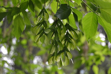 Close up of green maple leaves and seeds on the branch. Soft green background, selective focus