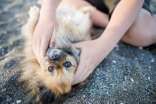 Dog of Pomeranian breed with golden hair and brown eyes lies on beach and plays with hands of unknown boy under sun