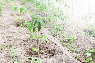 gardening in springtime. tomato sprouts in soil in greenhouse. healthy lifestyle, agrarian life. 
