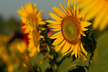 sunflowers at countryside