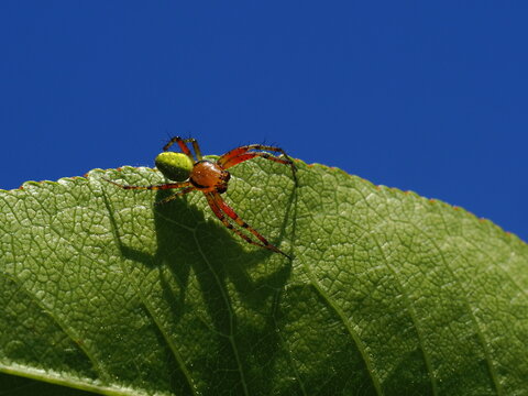 Araniella cucurbitina, spider on green leaf
