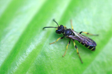 Bee sitting on plant in summer garden