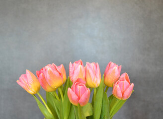 Background. A bouquet of pink-yellow tulips on a gray background