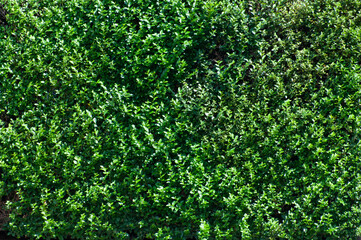 Fototapeta na wymiar Hedge