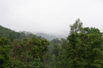 Obraz na płótnie Canvas Rain forest